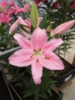 [1897 Mcaleese VH No01.JPG]